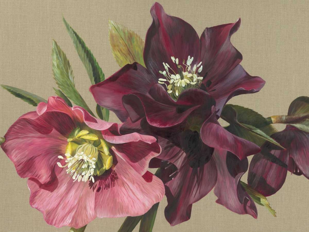 Nightshade Hellebore