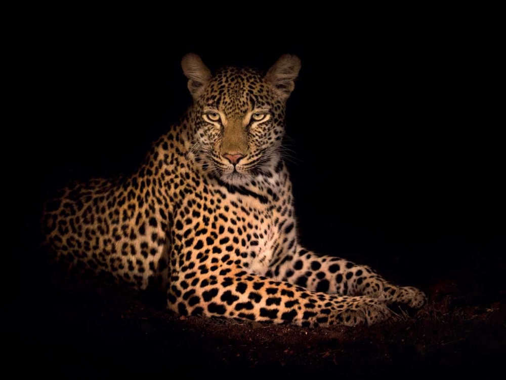 Beauty in the Night