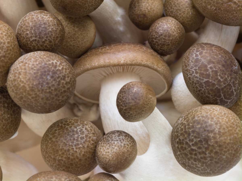 Close-up of mushrooms