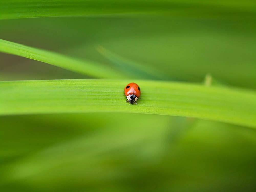 Ladybug on leaf