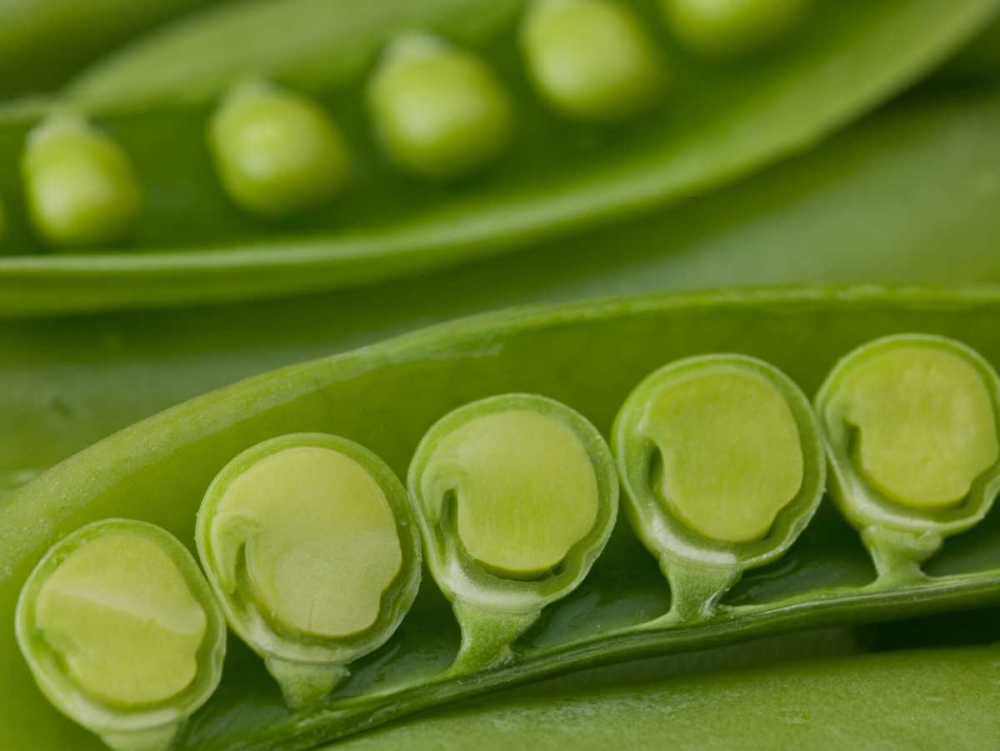 sugar snap peas pods close up