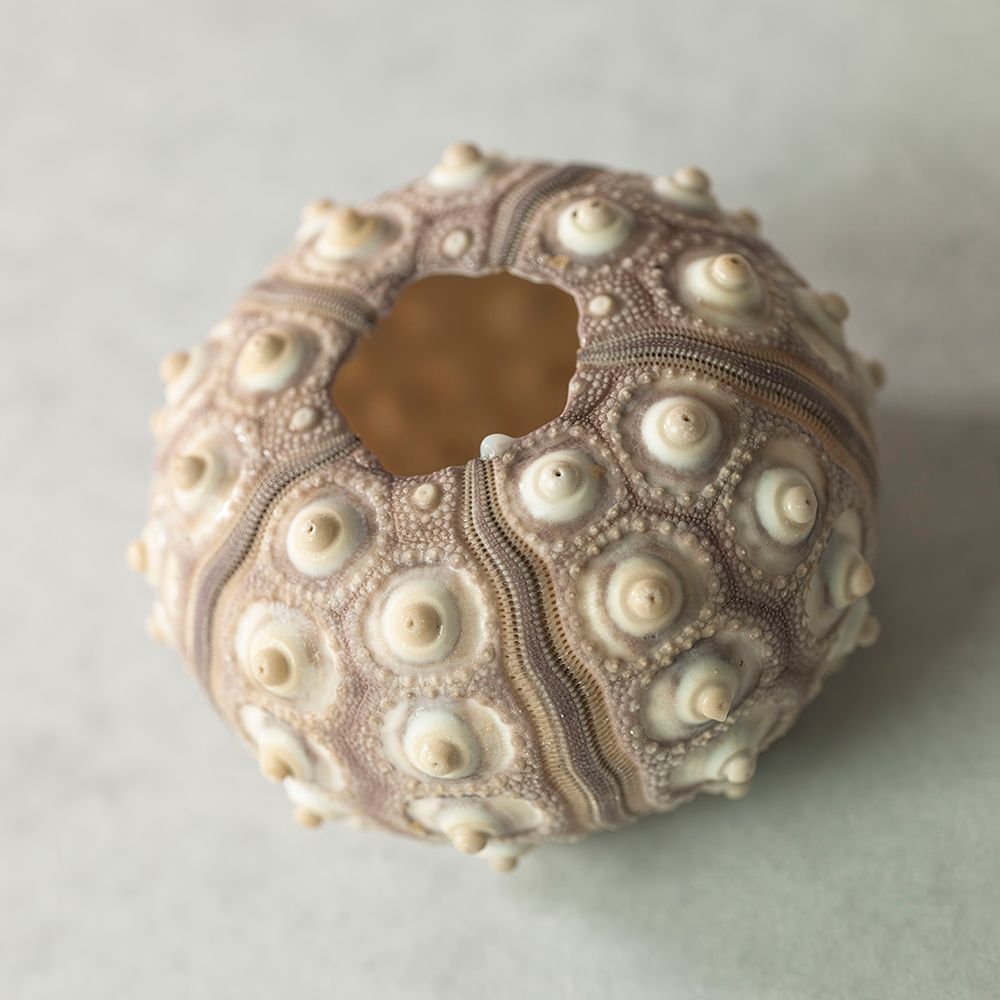 Sea urchin shell