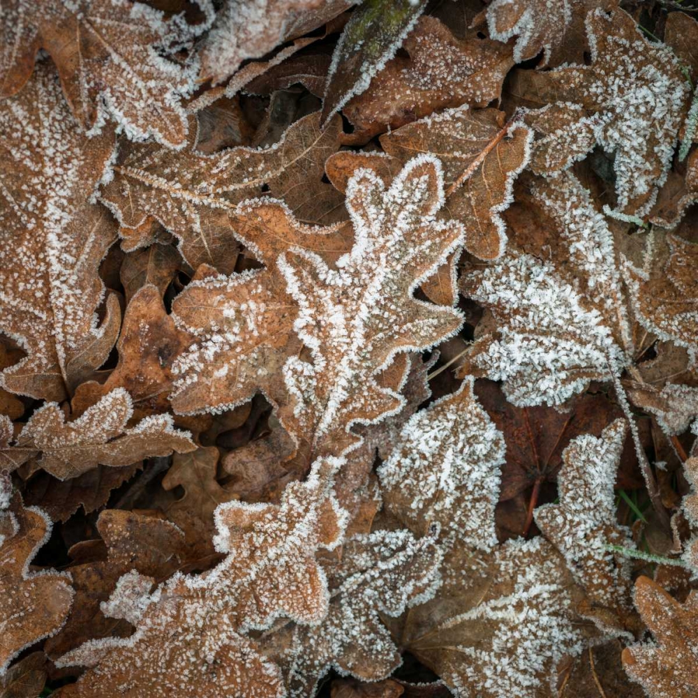Frosty cow parsley