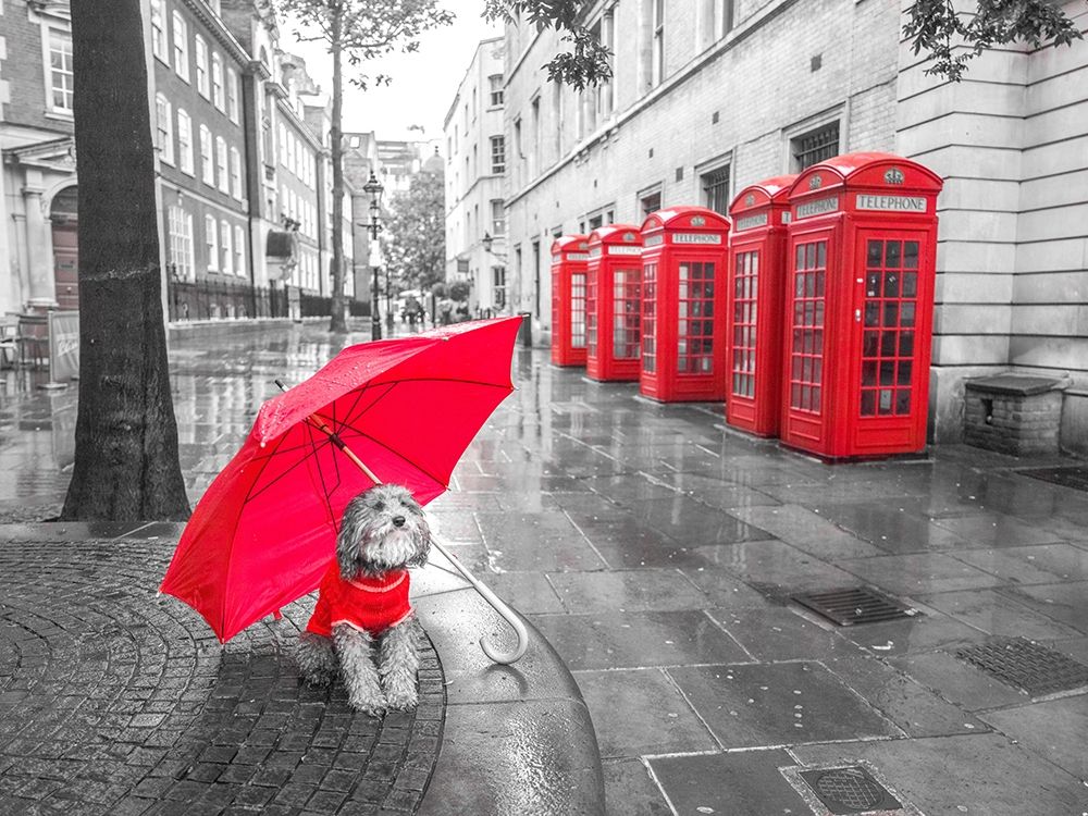 Dog with umbrella in London
