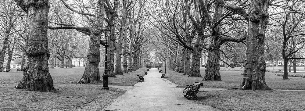 Avenue of trees, Green Park, London, FTBR-1839