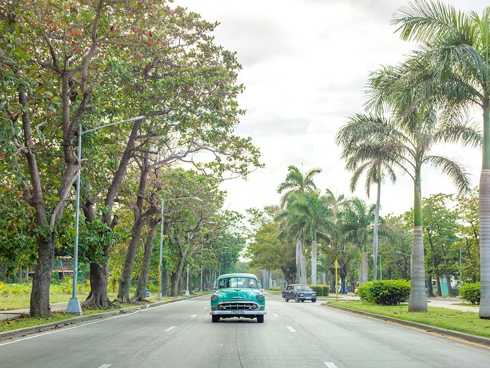 Vintage car on a road with palm trees, Cuba
