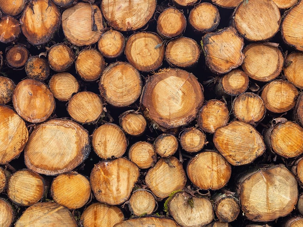 Wood logs