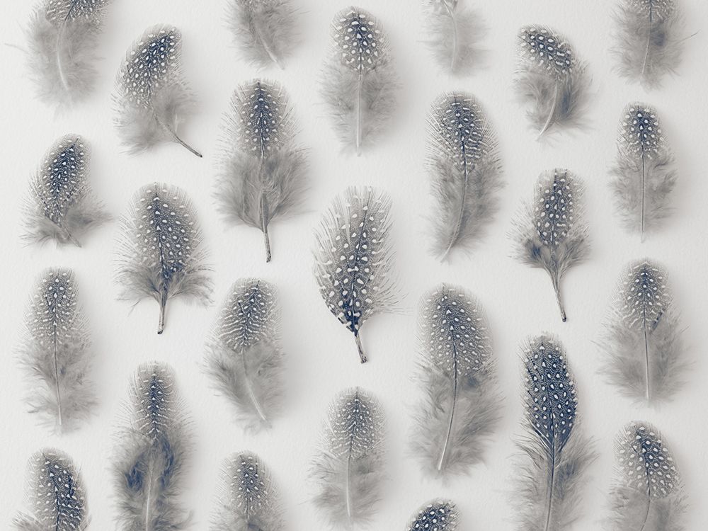 Speckled feathers in rows