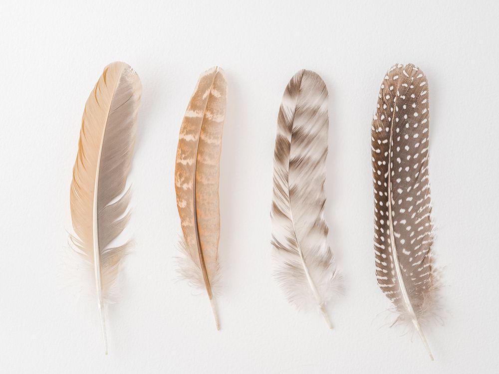Four feathers on white background