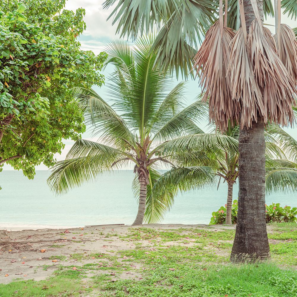 Palm trees on beach in Barbados