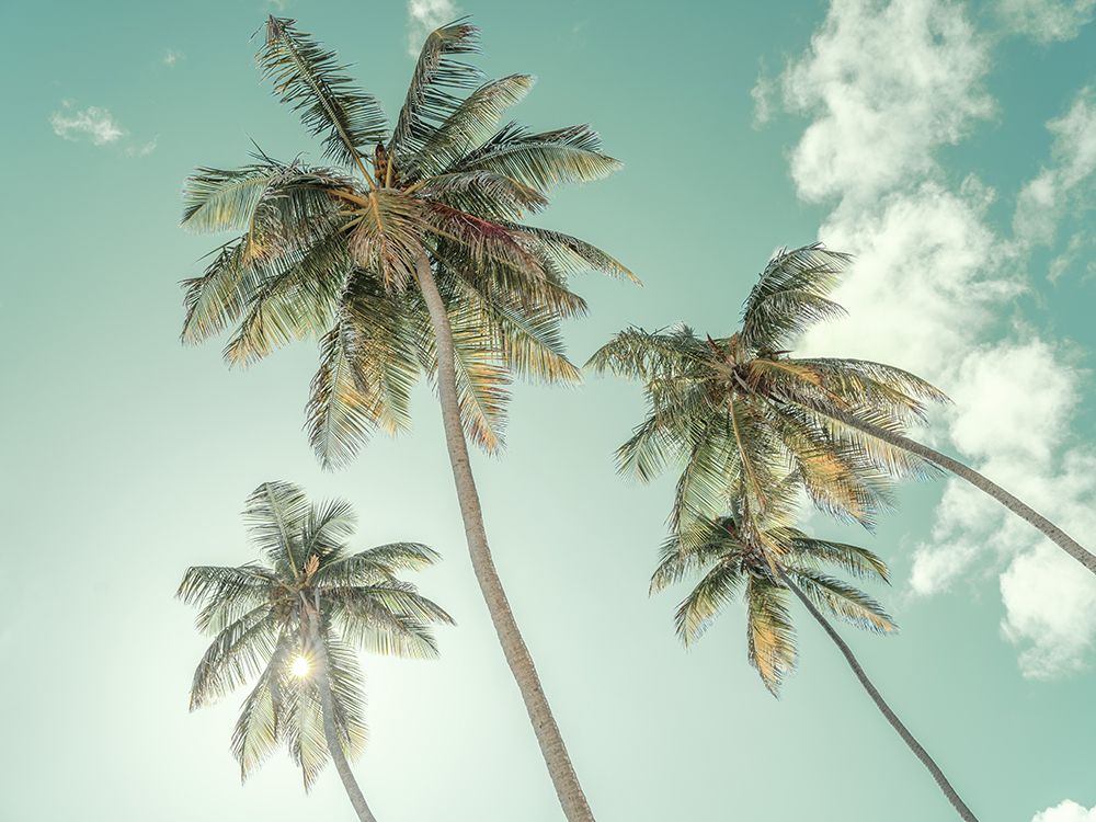 Palm trees against blue sky