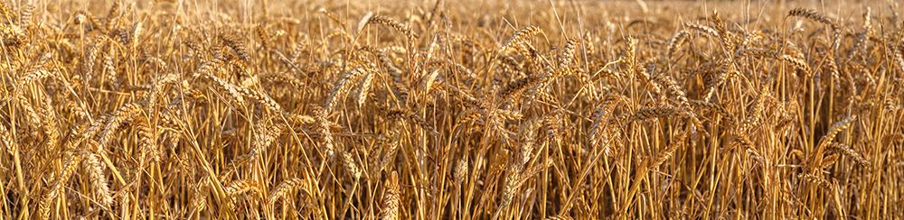 Wheat Field panorama