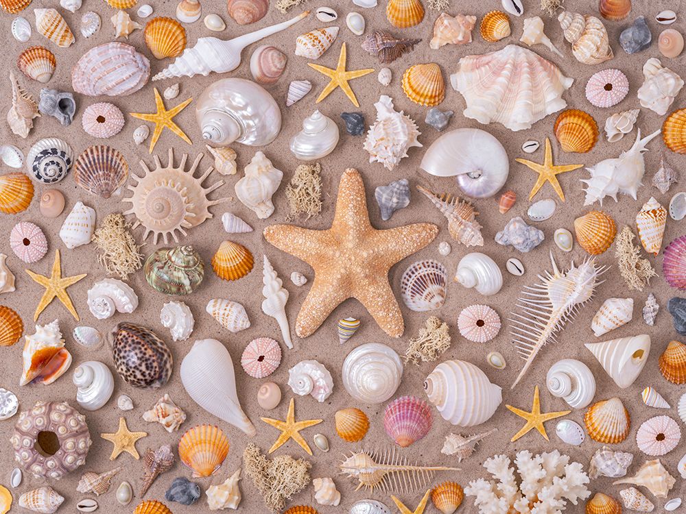 Full frame of collection of seashells