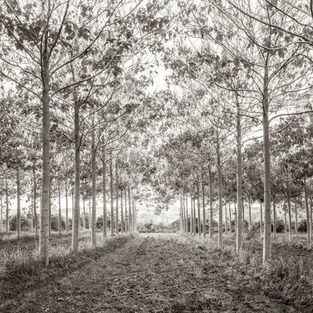 Pathway through trees in forest, AF20151226-078C01