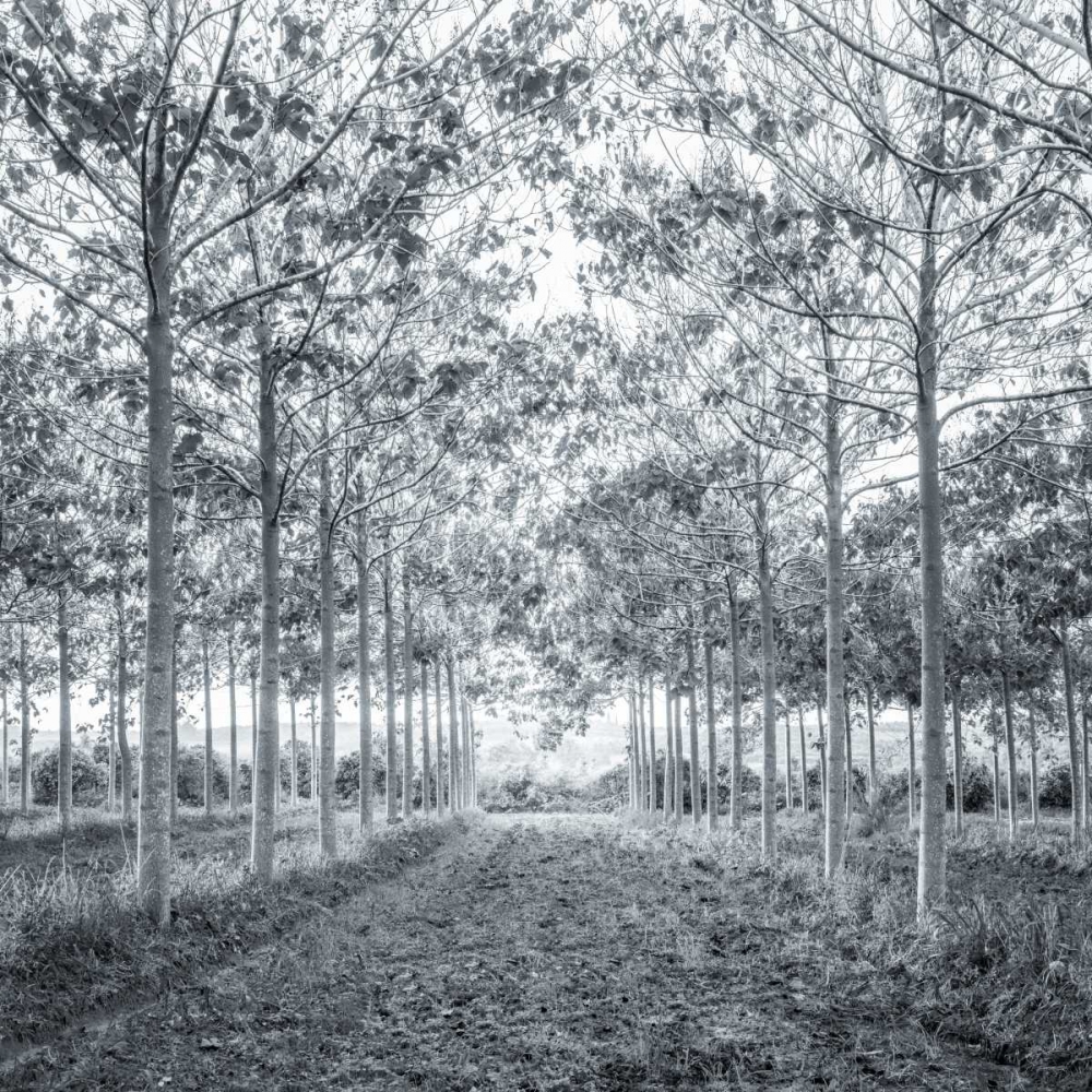 Pathway through trees in forest