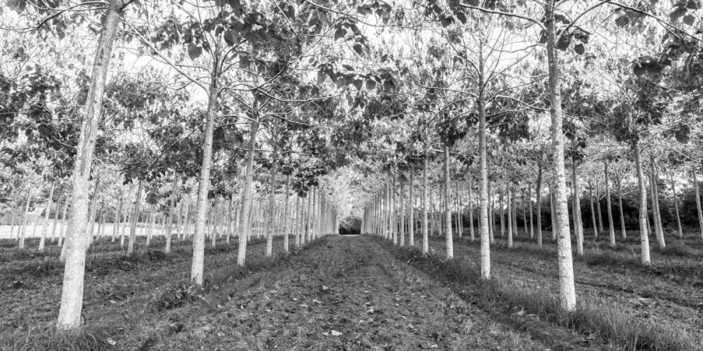 Pathway through trees in forest