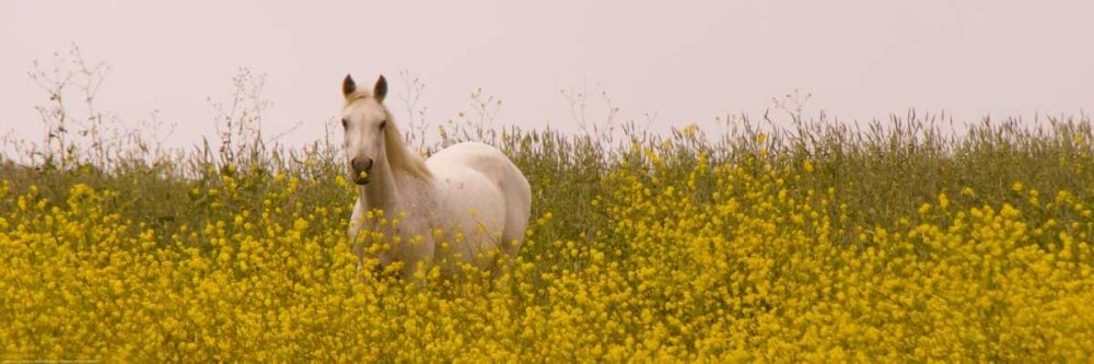 Flowery Horse Field