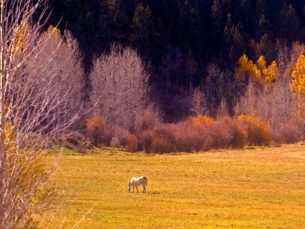 Horse Pasture