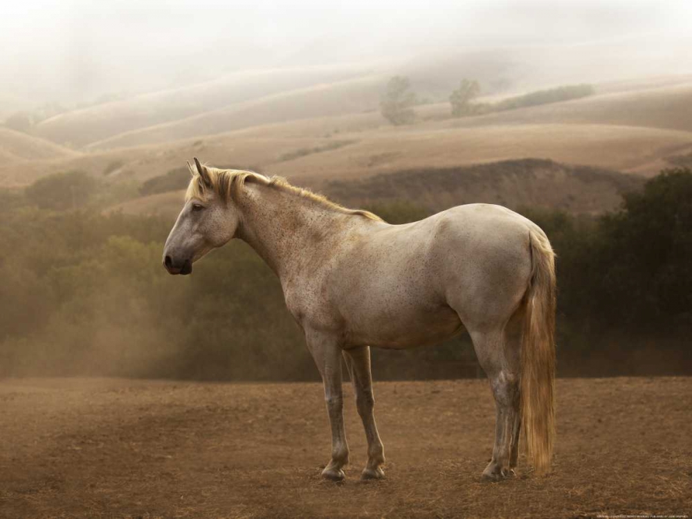 Morning Mist