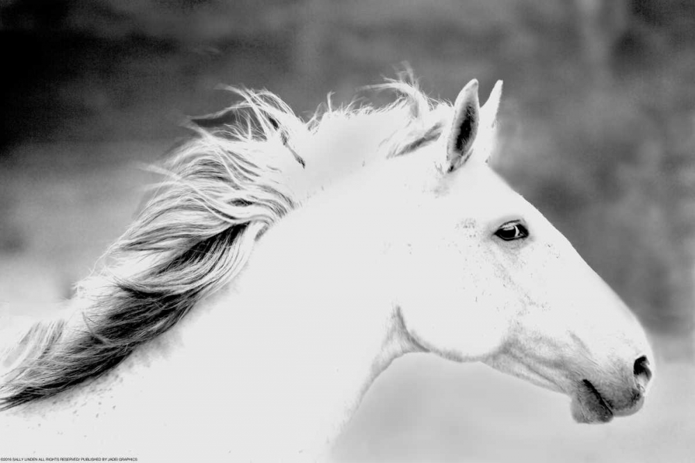 Mane In The Wind