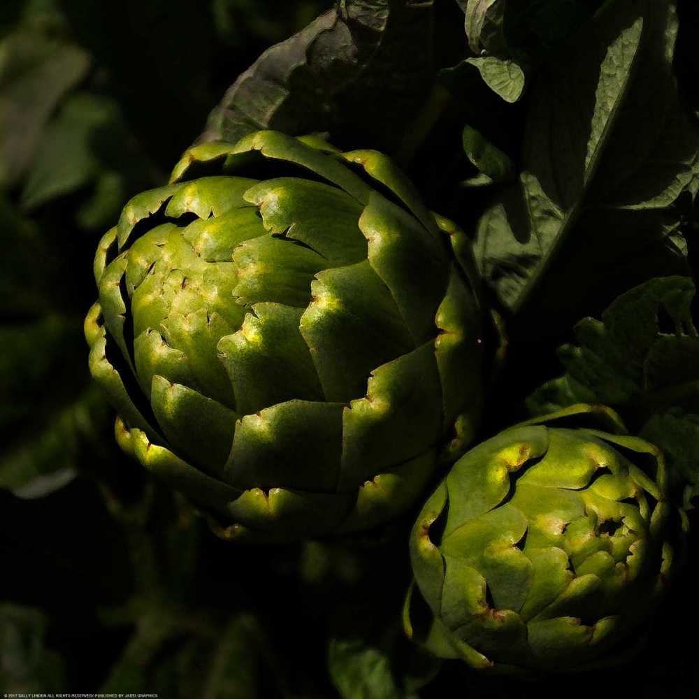 Green Artichokes