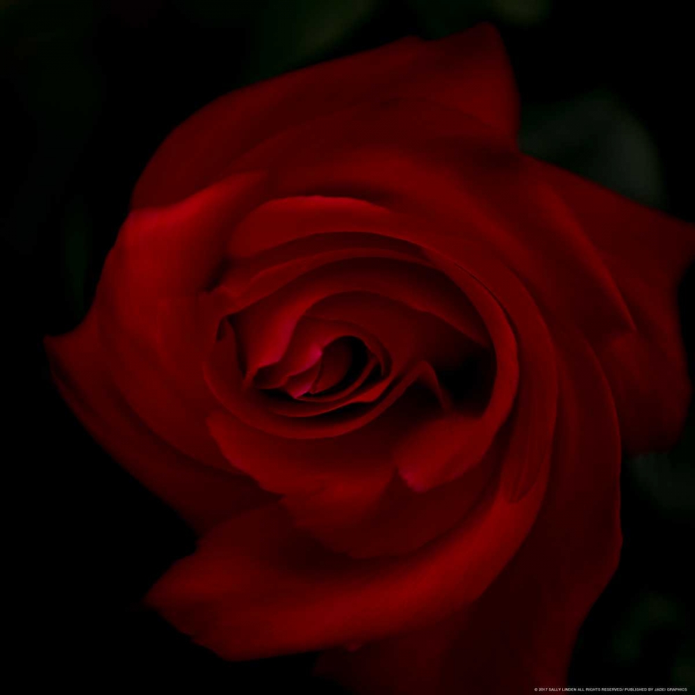 Red Rose