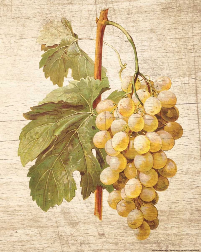 Grapevine 1