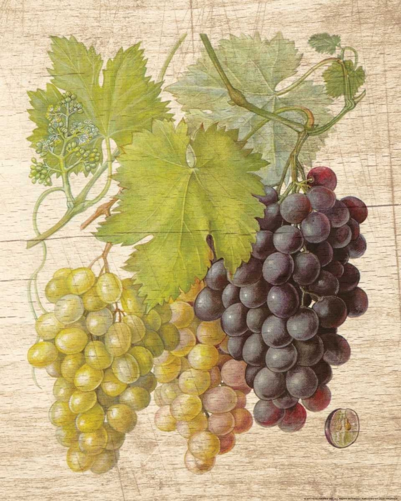 Grapevine 2