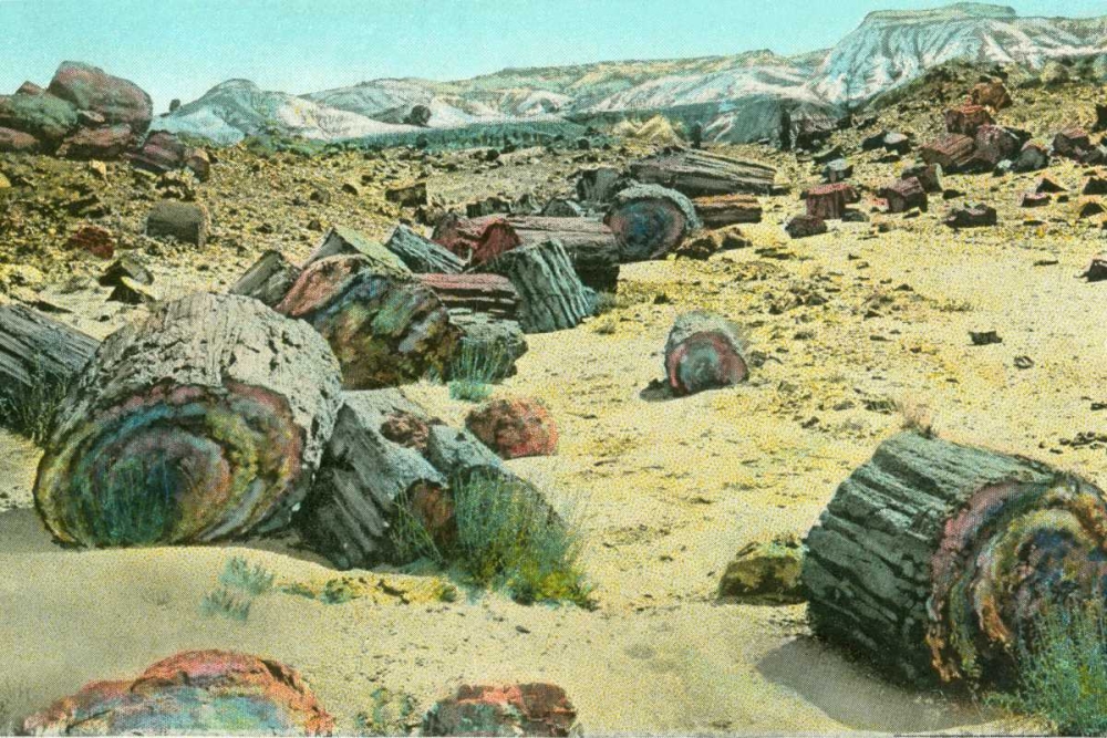 Petrified Forest