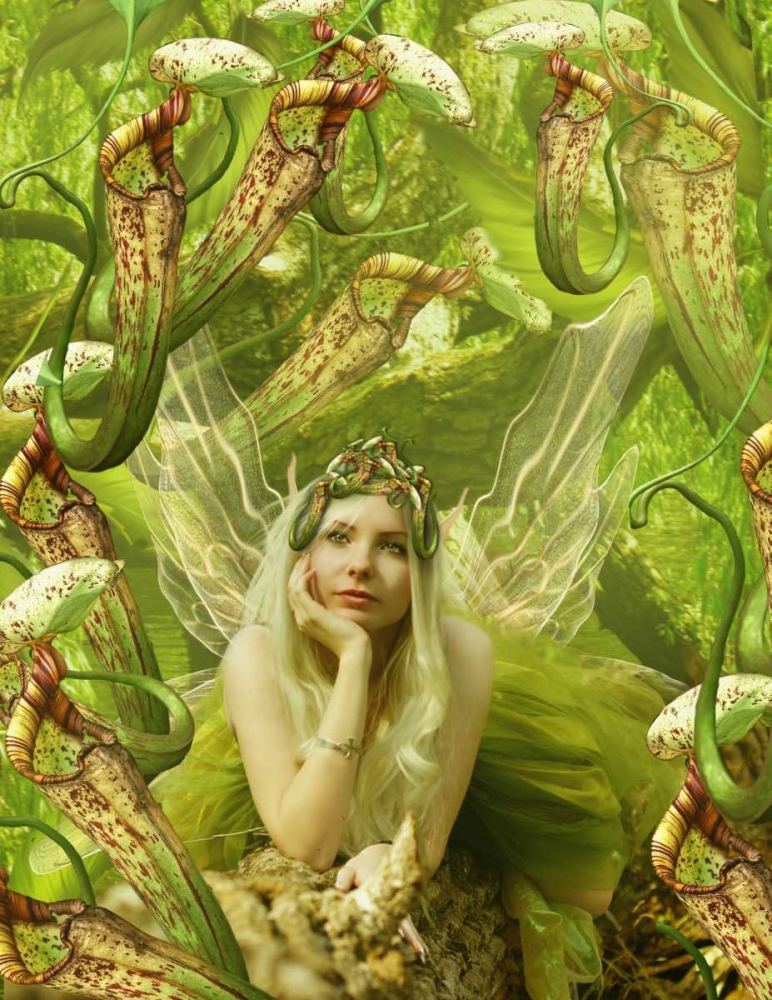 Fairy 22