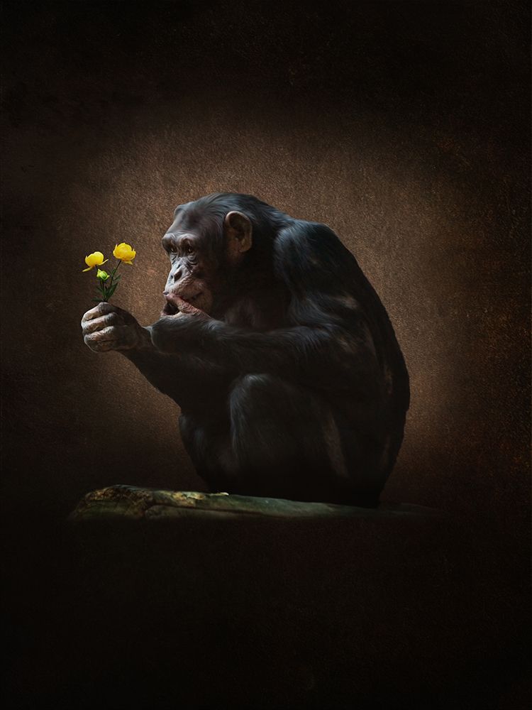 Aap Met Bloem