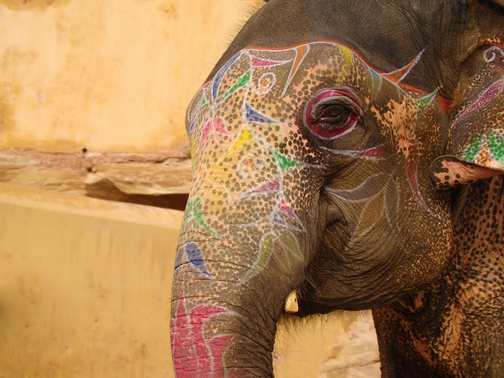 Elephant India