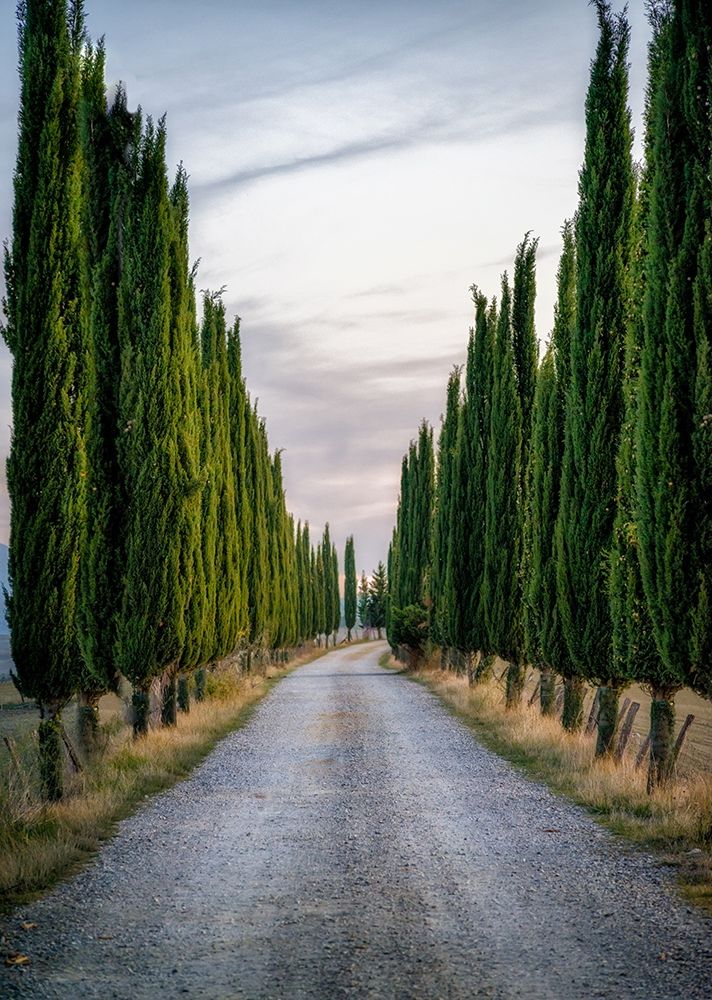 Cypresses