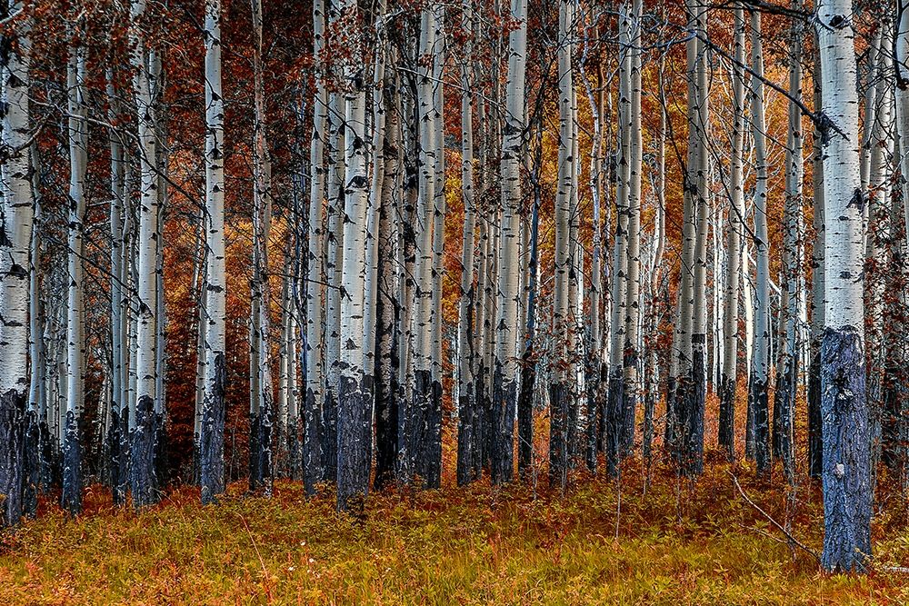 Birches