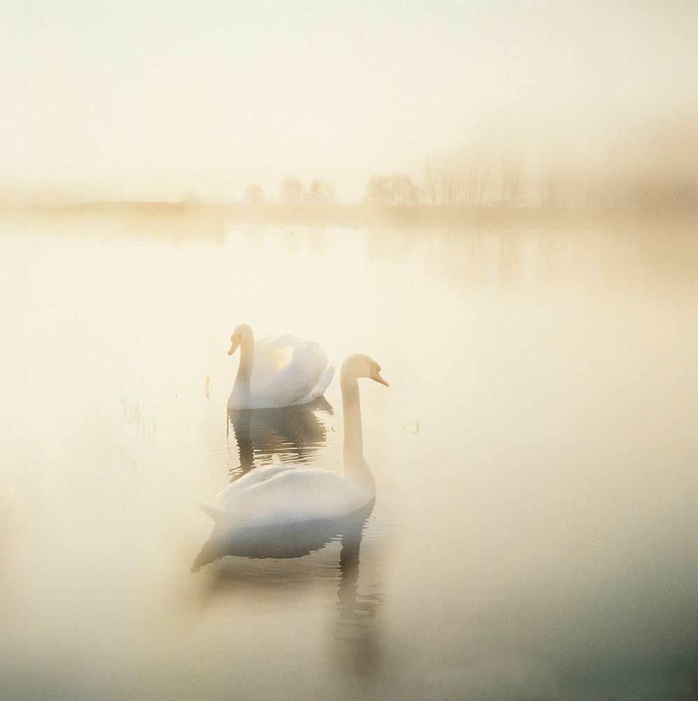 TWO SWANS