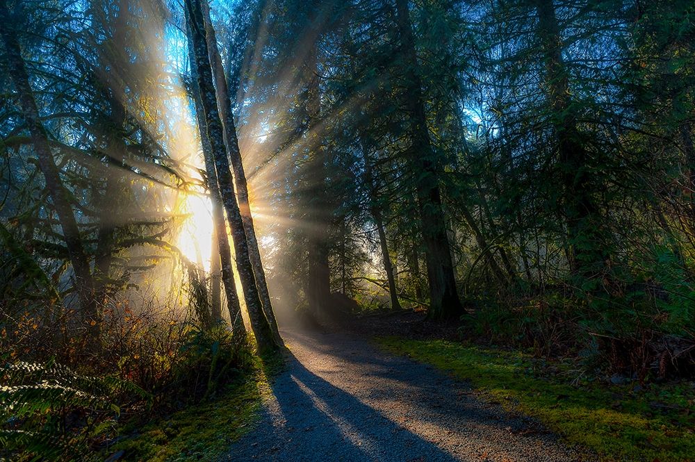 FOREST SUN RAYS