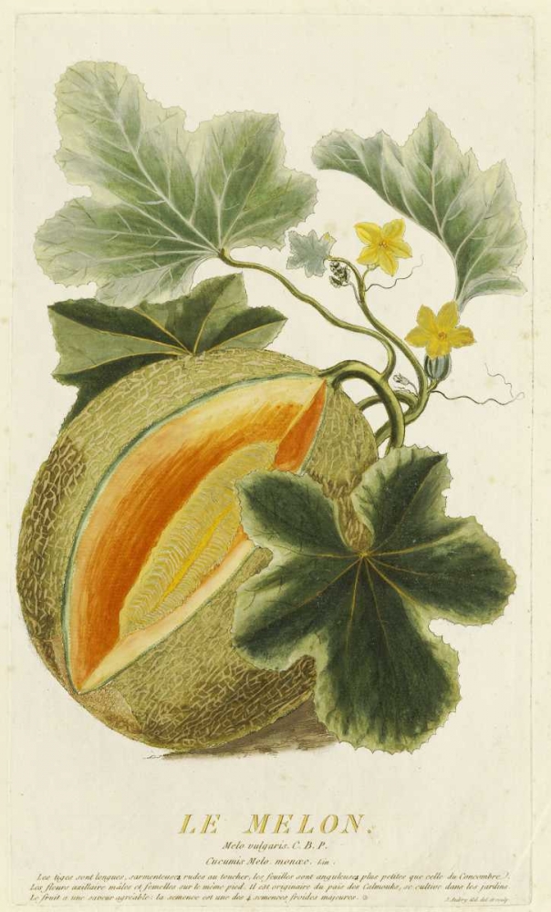 Melo Vulgaris