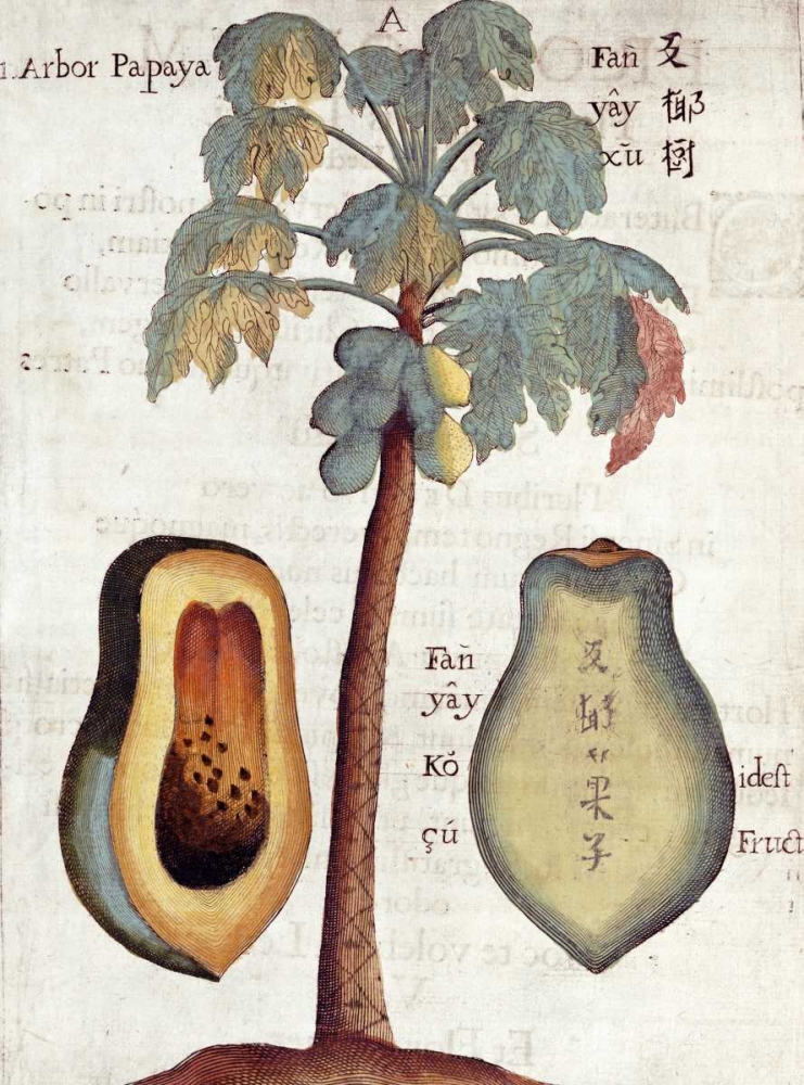 Papaya Tree