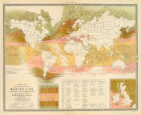 Marine life, 1854