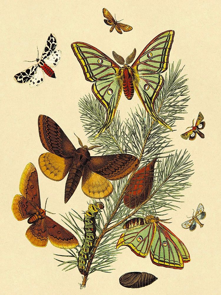 Moths: E. Pudica, E. Pantheria, S. Caecigena, L. Lineosa