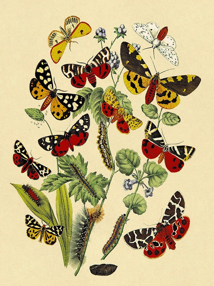 Moths: N. Plantaginis, A. Purpurea, et al.