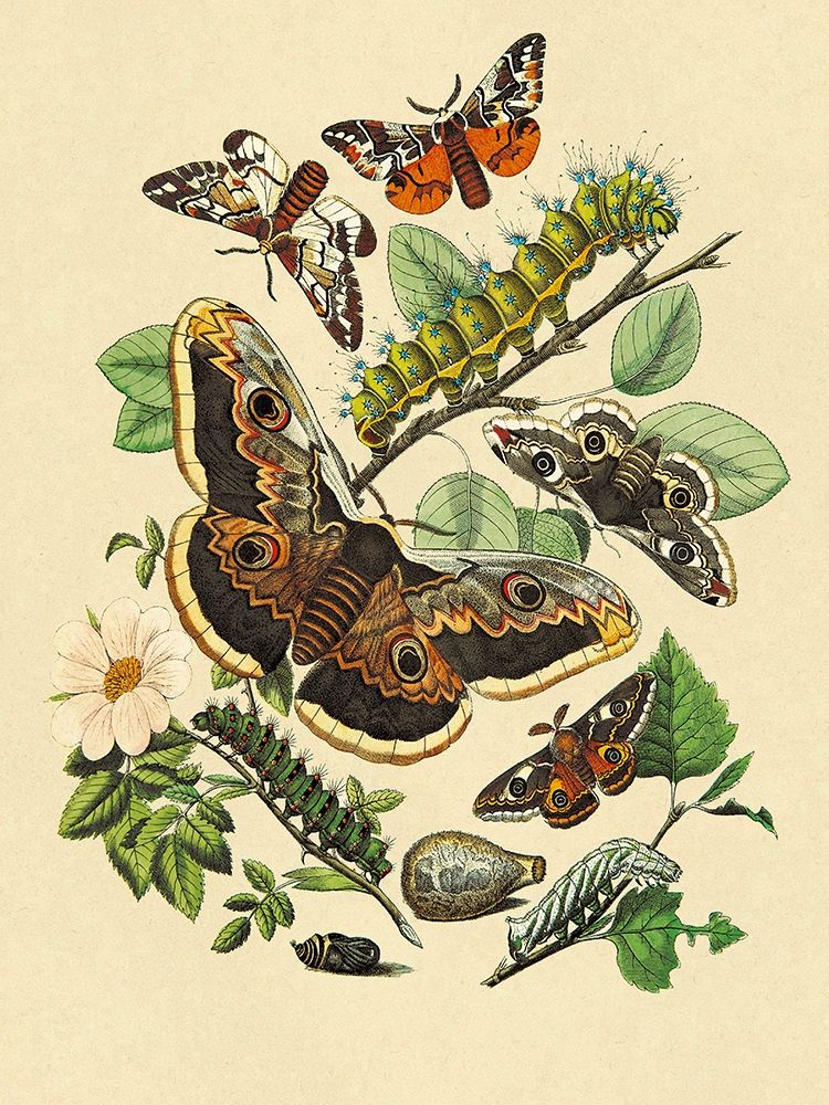 Moths: E. Versicolora, S. Pyri, S. Carpini