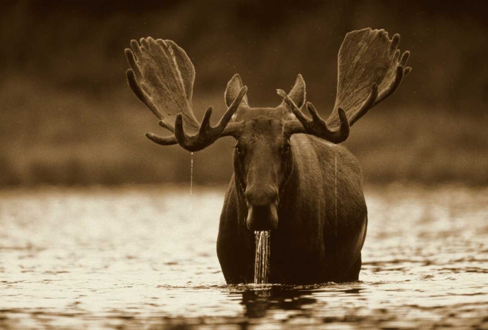 Moose male raising its head while feeding on the bottom of a lake, North America