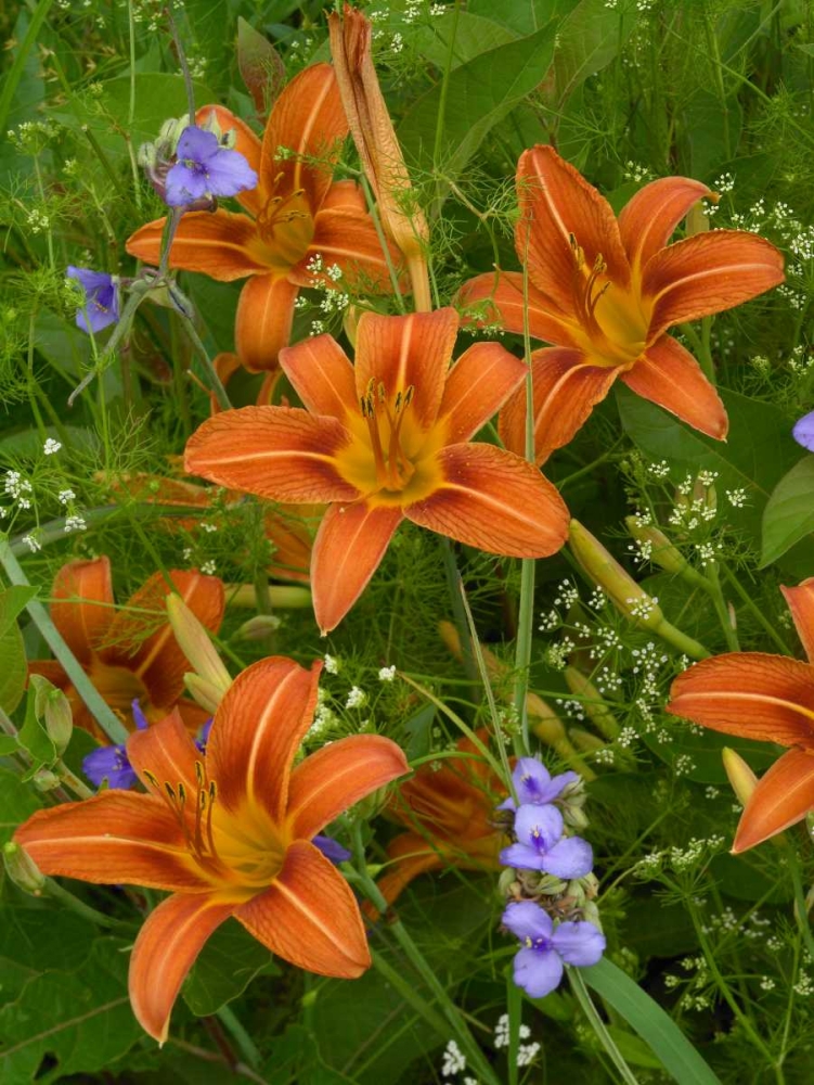 Orange Daylily with Virginia Spiderwort North America