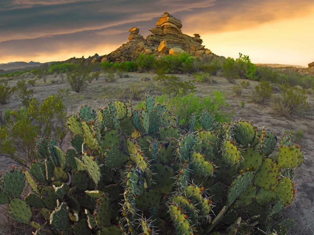 Opuntia and hoodoos, Big Bend National Park, Chihuahuan Desert, Texas