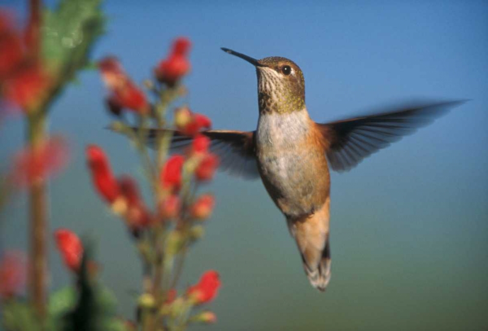 Rufous Hummingbird feeding on the nectar of a Desert Figwort New Mexico