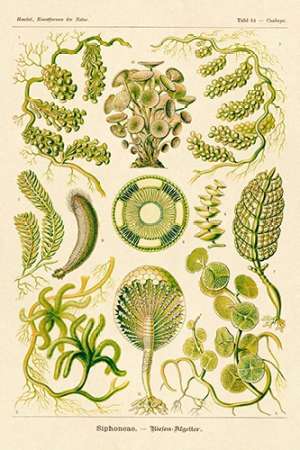 Haeckel Nature Illustrations: Siphoneae Hydrozoa