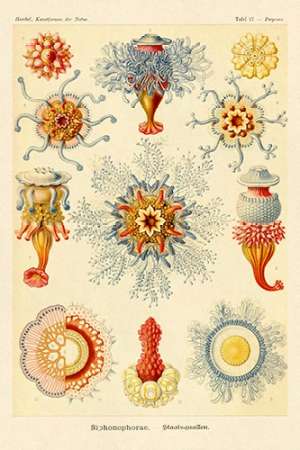 Haeckel Nature Illustrations: Siphoneae Hydrozoa