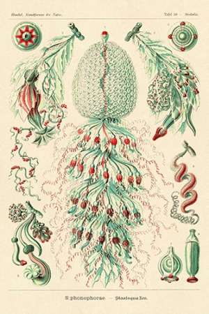 Haeckel Nature Illustrations: Siphoneae Hydrozoa