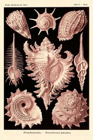 Haeckel Nature Illustrations: Gastropods - Rose Tint